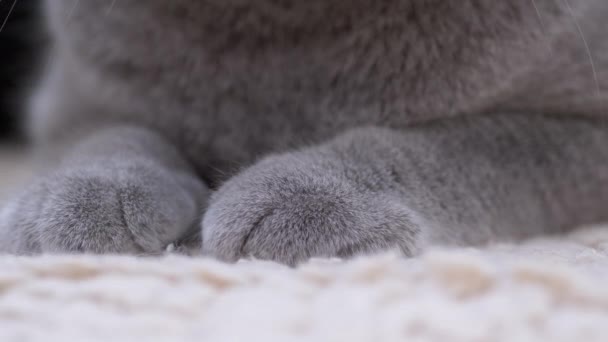 Δύο μεγάλες γκρι γούνινες, ισχυρές, πιόνια μιας κοιμώμενης βρετανικής οικιακής γάτας. 4K — Αρχείο Βίντεο