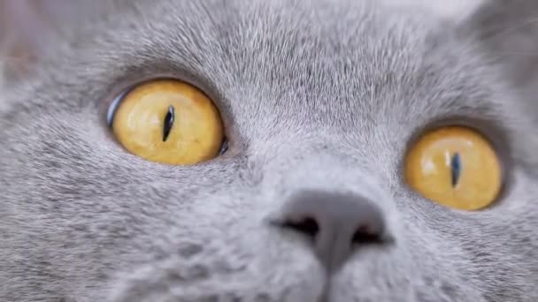 Gato doméstico británico gris con grandes monitores de ojos marrones Movimiento. Zoom: — Vídeo de stock
