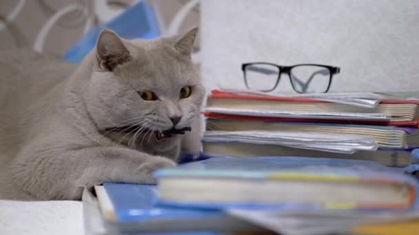Καθαρόαιμο Gray British Cat παίζει με ένα στυλό για διάσπαρτα βιβλία στο τραπέζι — Αρχείο Βίντεο