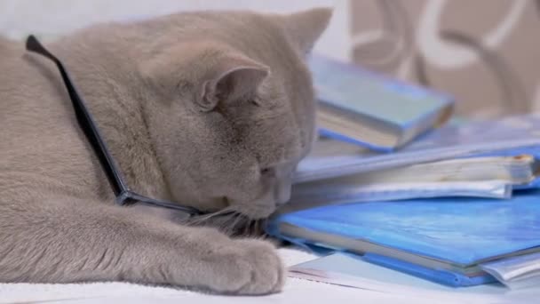 Purebred Gray British Cat with Glasses Lies on Scattered Books in Room on Table — Stock Video