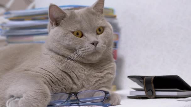 Gato británico gris de pura raza con gafas descansa en libros dispersos en la habitación sobre la mesa — Vídeo de stock