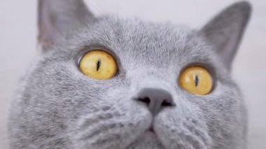 Büyük Kahverengi Gözlü Gri İngiliz Evcil Kedisinin Ağzı. Kapatın. 4k