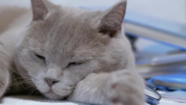 Gatto britannico grigio dormiente con occhiali si trova su libri sparsi sul tavolo. 4K — Video Stock