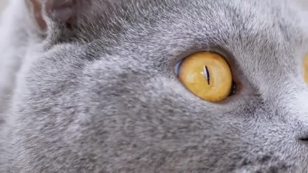 Gato doméstico británico gris con grandes monitores de ojos marrones Movimiento. De cerca. 4K — Vídeo de stock