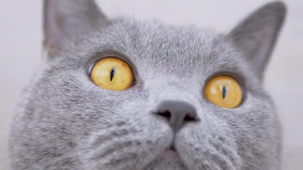 Bozal de un gato doméstico británico gris con grandes ojos marrones. De cerca. 4k — Vídeo de stock