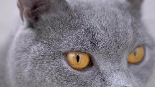 Gato doméstico británico gris con grandes monitores de ojos marrones Movimiento. De cerca. 4K — Vídeo de stock