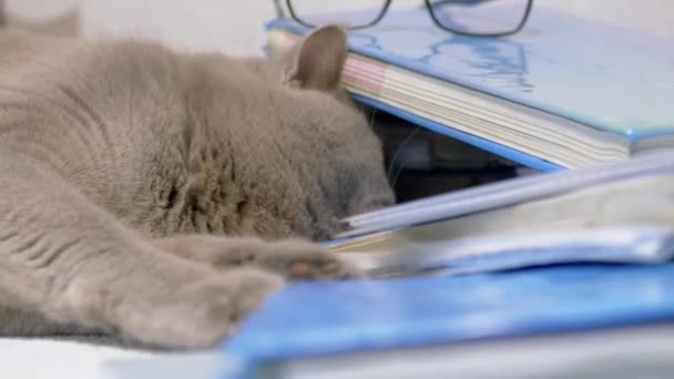 Породистый серый британский кот играет с ручкой на разрозненных книгах на столе. 4K — стоковое видео