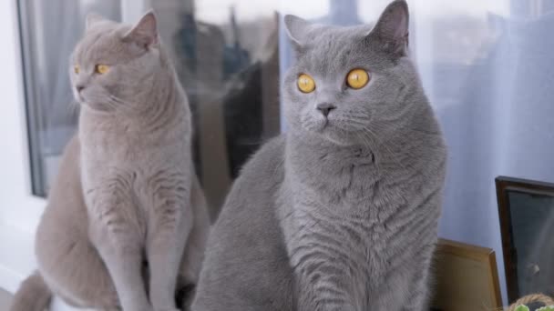 Two Gray British Pedigree House Cats with Green Eyes Follows Movement Object. 4K — Stock Video
