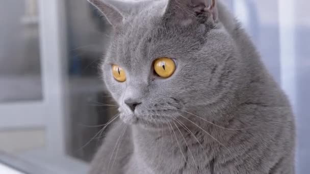 Gato casero británico gris del pedigrí con los ojos verdes grandes, que sigue el movimiento — Vídeos de Stock