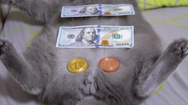 金币比特币100美元钞票躺在灰蒙蒙的英国绒毛猫身上变焦 — 图库视频影像