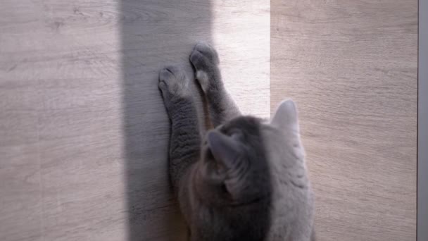 Brits Home Gray Cat jaagt op een stralend zonnenkonijn — Stockvideo