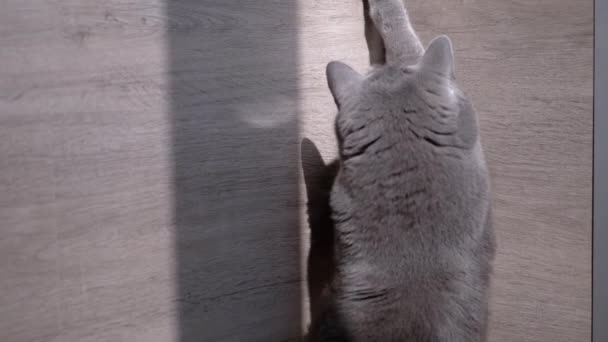 Βρετανικό σπίτι γκρι γάτα κυνηγάει ένα φωτεινό λαγουδάκι ήλιο. Αργή κίνηση — Αρχείο Βίντεο