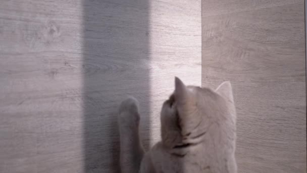 British Home Gray Cat Hunts for a Bright Sun Bunny (em inglês). Movimento lento — Vídeo de Stock