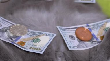 Altın Sikkeler Bitcoin, 100 dolarlık banknotlar Gri İngiliz Pofuduk Kedisi 'nin üzerinde yatıyor. Büyüt