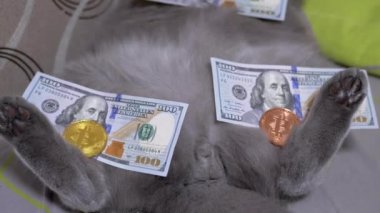 Altın Sikkeler Bitcoin, 100 dolarlık banknotlar Gri İngiliz Pofuduk Kedisi 'nin üzerinde yatıyor. 4K