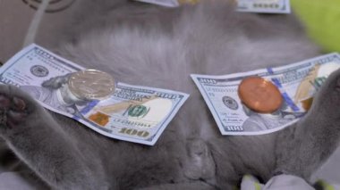 Altın Sikkeler Bitcoin, 100 dolarlık banknotlar Gri İngiliz Pofuduk Kedisi 'nin üzerinde yatıyor. Büyüt