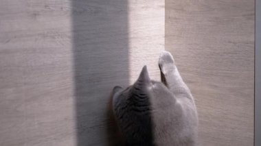 İngiliz Gri Kedi, Parlak Güneş Tavşanı Avlıyor. Yavaş çekim