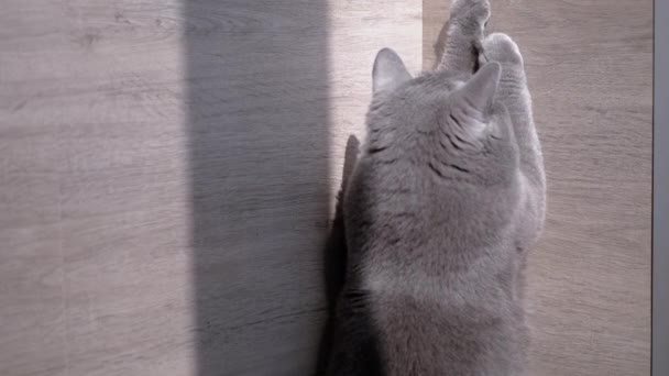 British Home Gray Cat Hunts for a Bright Sun Bunny (em inglês). Movimento lento — Vídeo de Stock