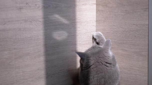 Βρετανικό σπίτι γκρι γάτα κυνηγάει ένα φωτεινό λαγουδάκι ήλιο. Αργή κίνηση — Αρχείο Βίντεο