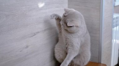 İngiliz Gri Kedi, Parlak Güneş Tavşanı Avlıyor. Yavaş çekim