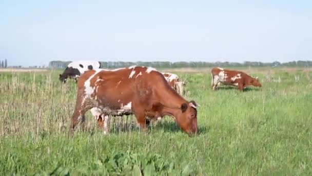 Herd of Dairy Cows Graze in a Beautiful Meadow, Eat Green Grass. 4K — Stock Video