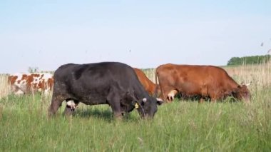 Süt inekleri sürüsü güzel bir çayırda otluyor, yeşil otları yiyor. 4K
