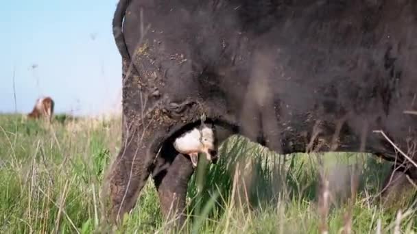 Udder av en svart smutsig Cash Cow Grazing på en vacker grön äng, gräs. 4K — Stockvideo