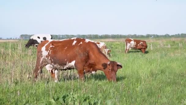 Αγέλη από αγελάδες γαλακτοπαραγωγής βόσκουν σε ένα όμορφο λιβάδι, τρώνε πράσινο γρασίδι. Εστίαση — Αρχείο Βίντεο