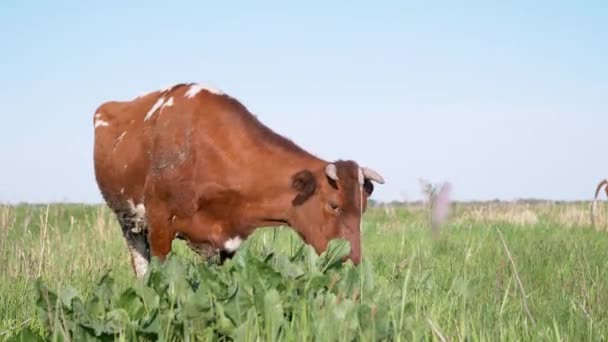 Brown Cash Cow Grazes en una hermosa pradera, comiendo hierba verde. 4K — Vídeo de stock