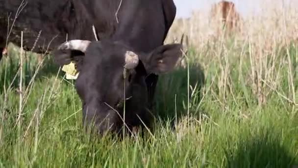 Μαύρο Cash Cow βόσκει σε ένα όμορφο λιβάδι, τρώει πράσινο γρασίδι. 4K — Αρχείο Βίντεο