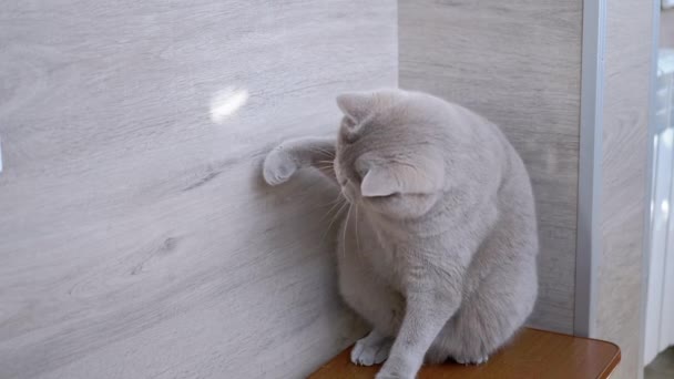 British Home Gray Cat Hunts for a Bright Sun Bunny Повільний рух — стокове відео