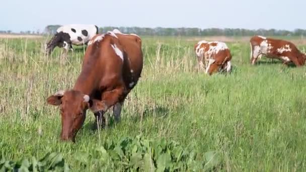 Стадо молочных коров пасутся на прекрасном лугу, едят зеленую траву. Zoom — стоковое видео