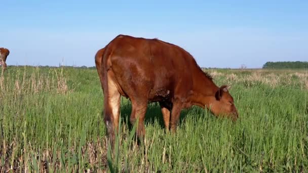 Hnědá kráva pasoucí se na krásné louce, která jí zelenou trávu. Zpomalený pohyb — Stock video