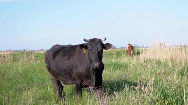 Black Cash Cow Grazes in a Beautiful Meadow, Guarda nella lente della fotocamera. 4K — Video Stock