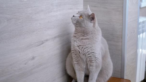 Gatto grigio domestico britannico caccia un coniglietto sole luminoso. Rallentatore — Video Stock