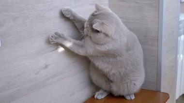 İngiliz Gri Kedi, Parlak Güneş Tavşanı Avlıyor. Yavaş çekim