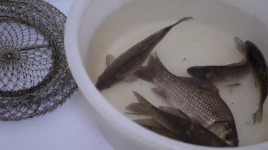 Canlı Crucian Sazanı Kasede Yüzüyor. 4K