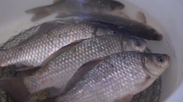 Frische lebende Flusskarauschen schwimmen in einer Schüssel. 4K. — Stockvideo