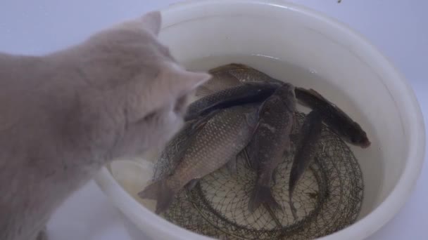 Sly British Home Cat regarde une carpe crucienne vivante, poisson dans un bol. 4K — Video