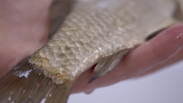 Fiskarhänder håller i en stor levande flodkryssare. 4K — Stockvideo