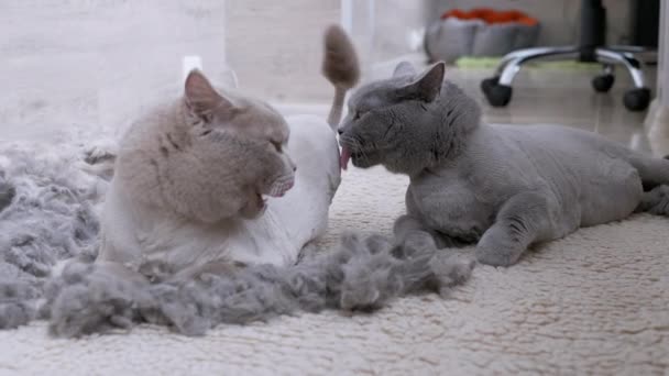 Dos Trimmed Home Scottish Cats yacen en el piso con una pila de piel cortada. 4K — Vídeo de stock