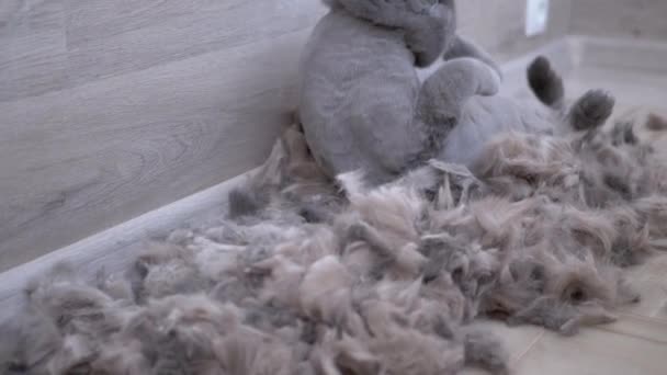 Gato casero británico gris está acostado en el piso en una pila de lana desgarrada. En cámara lenta. — Vídeos de Stock