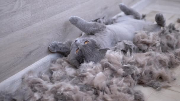 Gato casero británico gris está acostado en el piso en una pila de lana desgarrada. En cámara lenta. — Vídeos de Stock