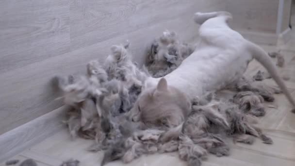 Chat domestique britannique gris saute d'une hauteur au sol dans une pile de laine — Video