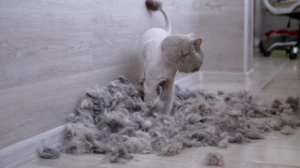 Gray British Domestic Cat Stands on Floor in a Pile of Shorn Wool. Slow motion — Stock Video