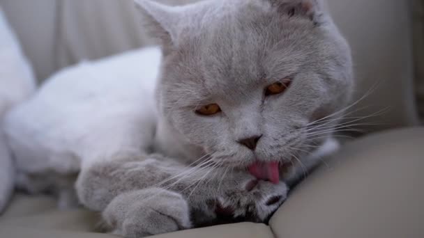 Gato casero británico gris se sienta en una silla, lame lana con lengua después de un corte de pelo — Vídeo de stock