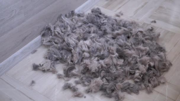 Gray Britse binnenlandse kat springt van een hoogte naar de vloer in een stapel wol — Stockvideo