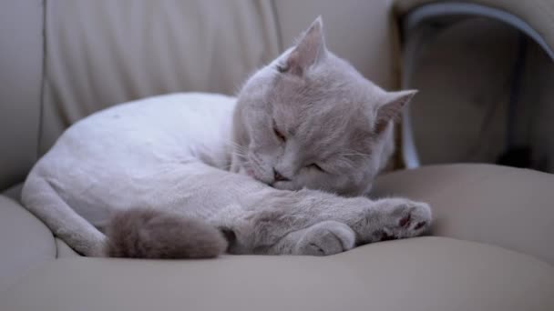 Gato casero británico gris se sienta en una silla, lame lana con lengua después de un corte de pelo — Vídeos de Stock