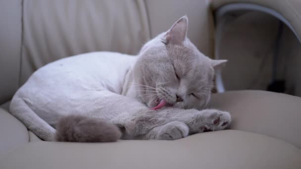 Gato casero británico gris se sienta en una silla, lame lana con lengua después de un corte de pelo — Vídeos de Stock