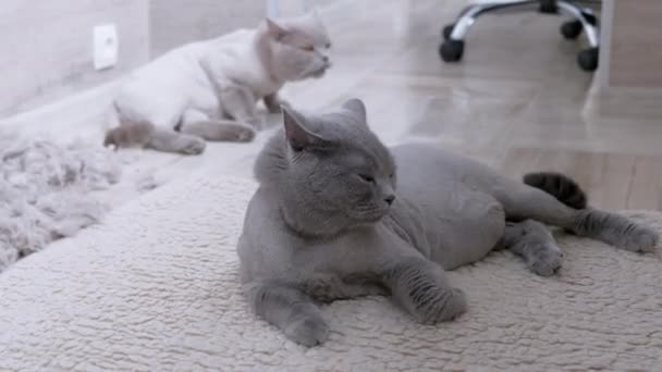 영국 산 회색 고양이 두 마리가 한 마리의 고양이 굴 과 함께 바닥에 누워 있다 — 비디오